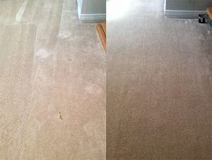 Carpet Cleaning Pet Stains Before and After