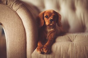 puppy on the couch