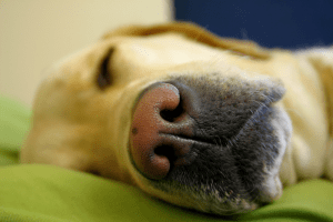 Dog lying on green bedsheet sleeping 