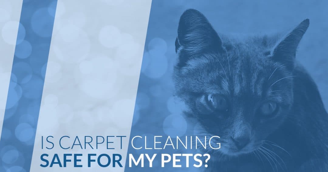 Pet Safe Carpet Cleaning in Denver and the Surrounding Areas