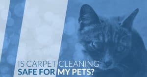 is carpet cleaning safe for pets?