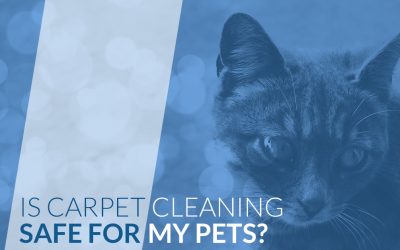 Pet Safe Carpet Cleaning