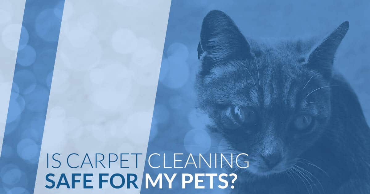 Is carpet cleaning safe for my pets?