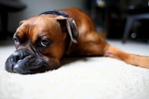 Boxer dog lying on white carpet