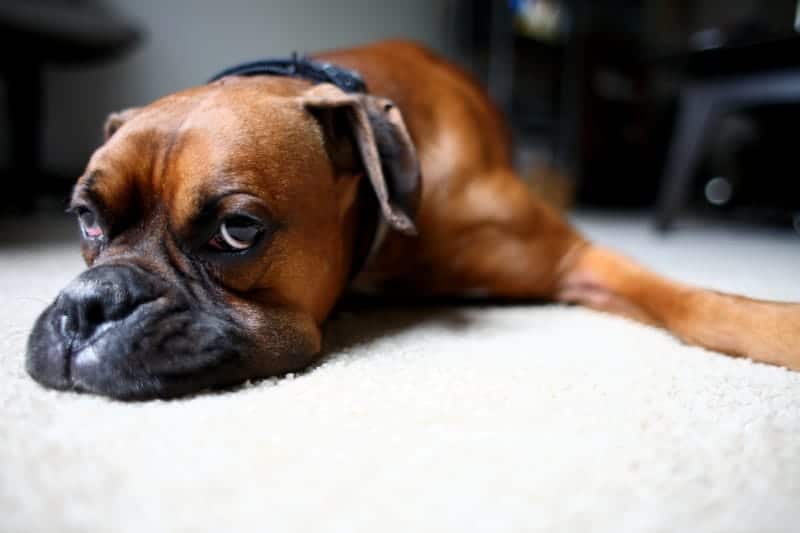 Boxer dog lying on clean white carpet