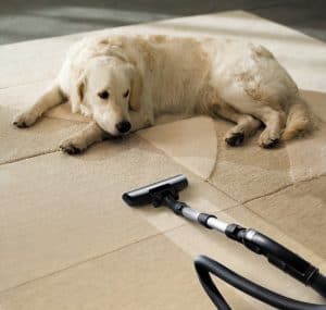 dog lying next to vacuum cleaner on cream pattered rug