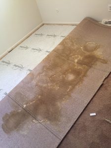 Pet Stained Carpet Pulled Up