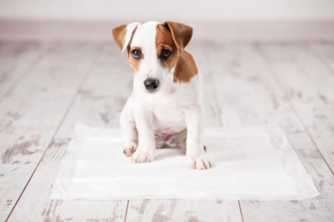 puppy sitting on floor