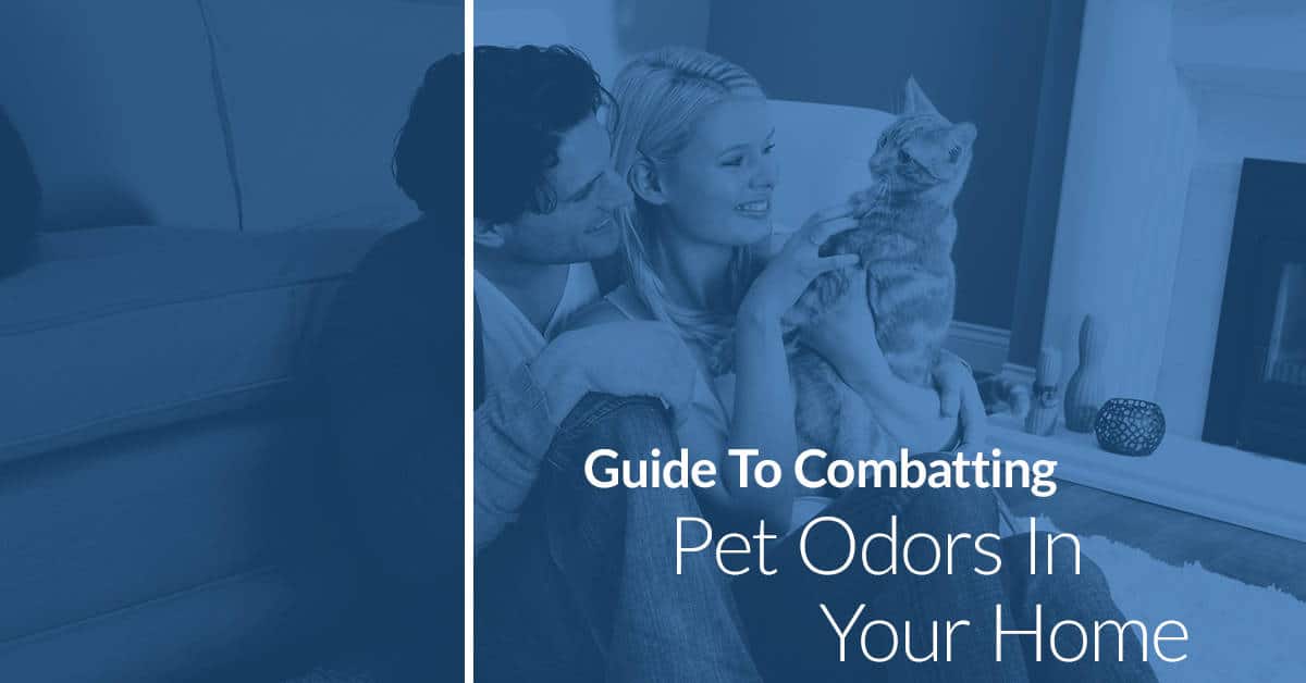 How to Remove Pet Odors from Your Carpet