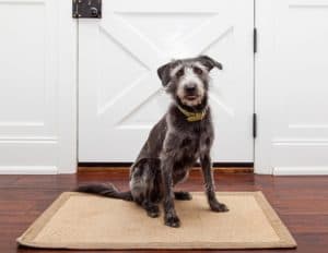 dog in front of door