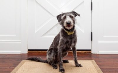 Removing Dog Urine From Carpet