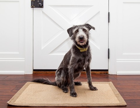 dog sitting on door mat on wood floor in front of door