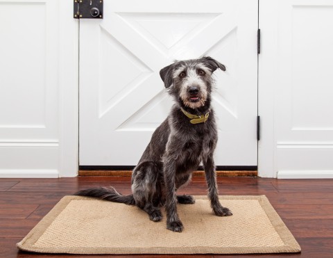 Dog sitting on carpet