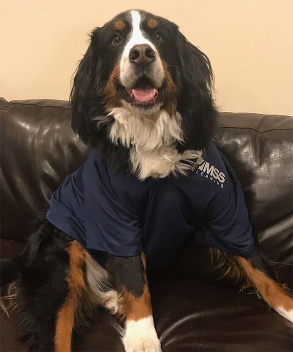 MSS Cleaning dog, Steve, who was responsible for many dog urine stains