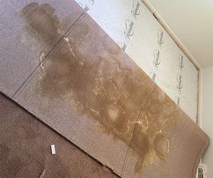 pet stained carpet cleaning showing underside of carpet
