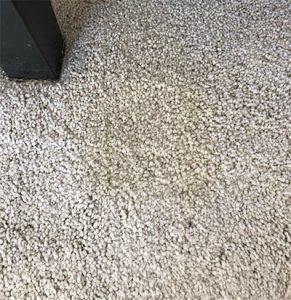 Coffee Stain on off white Carpet