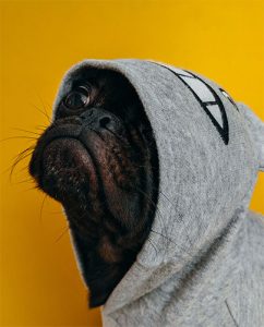 Dog in hooded sweat shirt "pet urine specialist"