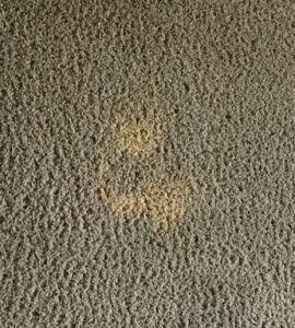 Bleach spot on tan carpet