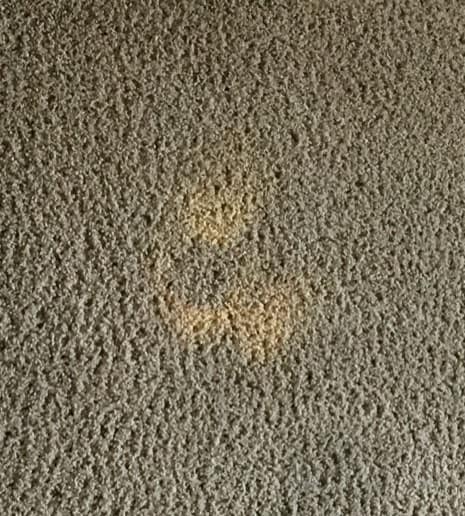 How To Remove Bleach Stains on Carpet? - Professional Carpet