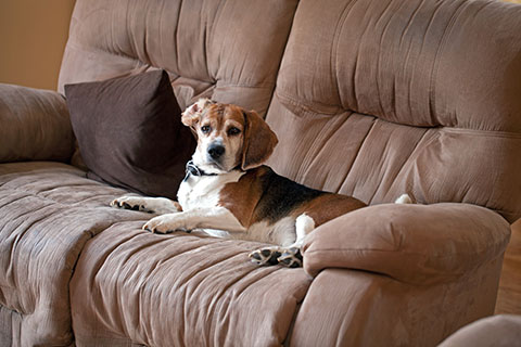 dog sitting on brown microfiber chair