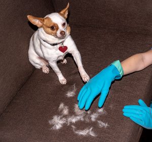 Using a rubber glove to pick up pet hair