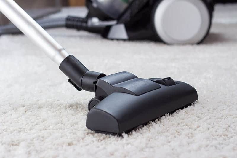 How to Get Dog Hair Out of Carpet MSS Cleaning